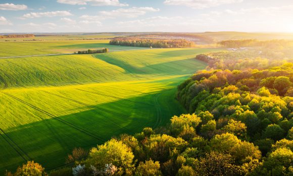 Hazine Arazisi Nedir ve Nasıl Alınır?